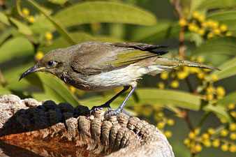 Brown Honeyeater