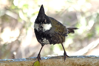 Eastern Whipbird