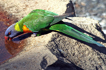 Rainbow Lorikeet