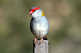 Red-browed Finch