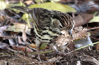 Speckled Warbler