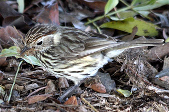 Speckled Warbler