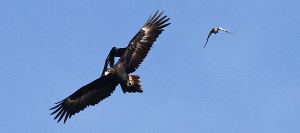 Wedge-tailed Eagle