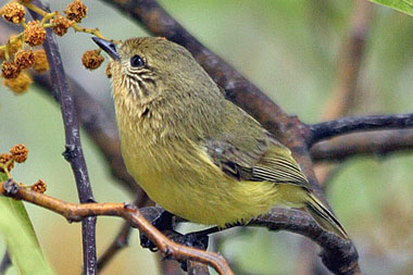 Yellow Thornbill