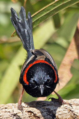 Variegated Fairy-wren