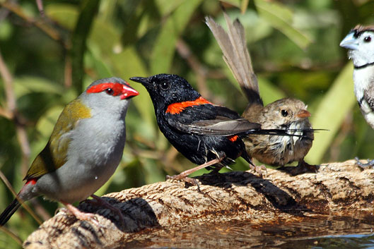 Red-browed Finch, Red-backed Fairy-wren