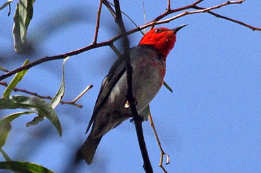 Scarlet Honeyeater