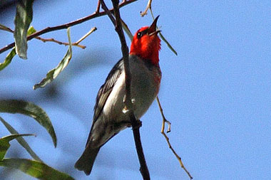 Scarlet Honeyeater