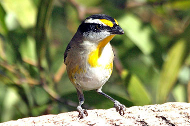 Striated Pardalote