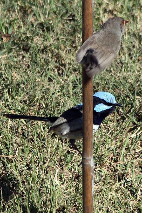 Superb Fairy-wren