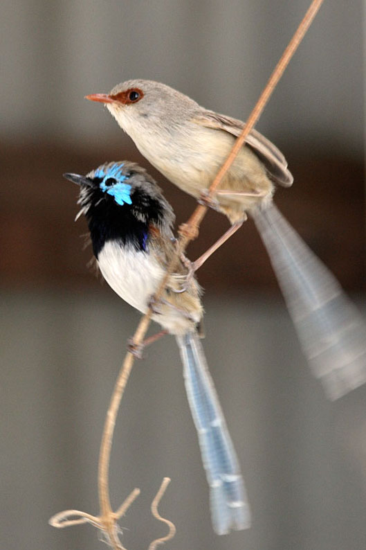 Variegated Fairy-wren