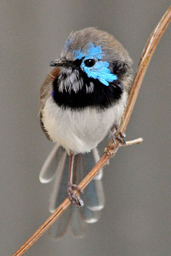 Variegated Fairy-wren