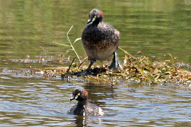 Australasian Grebe