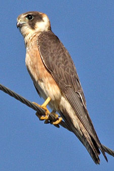 Australian Hobby