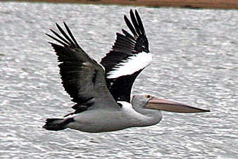 Australian Pelican