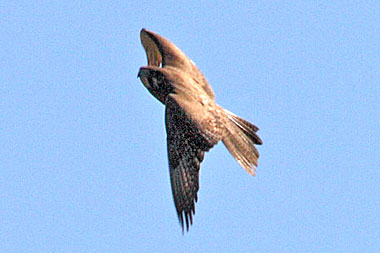 Brown Falcon