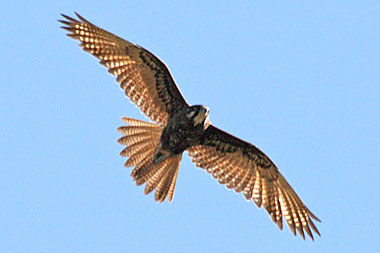 Brown Falcon