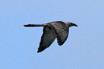 Channel-billed Cuckoo