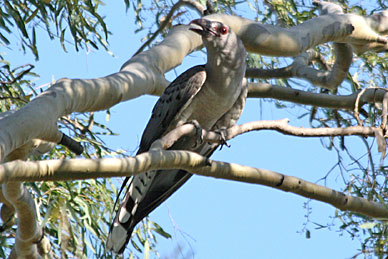 Channel-billed Cuckoo