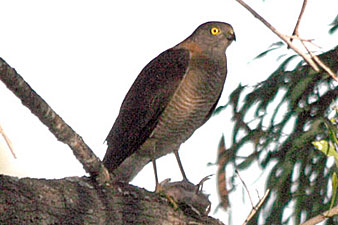 Collared Sparrowhawk