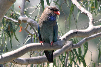 Dollarbird