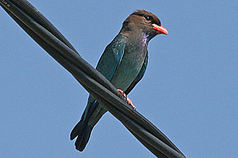 Dollarbird