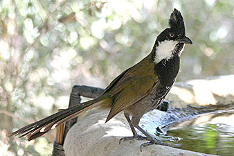 Eastern Whipbird