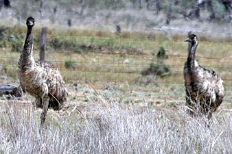 Emu