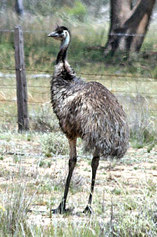 Emu