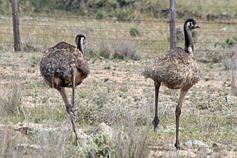 Emu