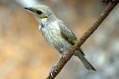 Fuscous Honeyeater