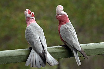 Galah