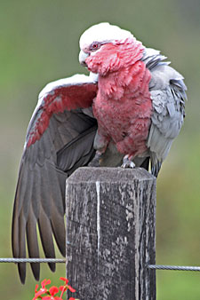 Galah