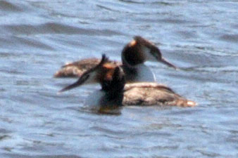 Great-crested Grebe