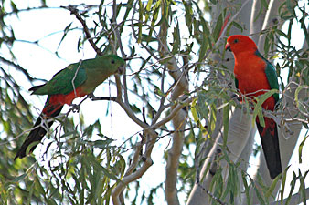 King Parrot