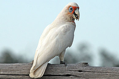 Long-billed Corella