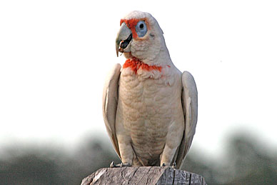 Long-billed Corella