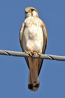 Nankeen Kestrel