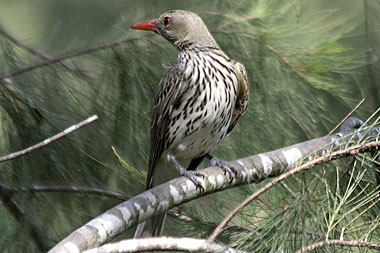 Olive-backed Oriole