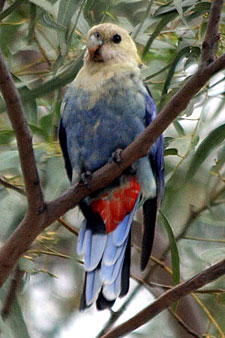 Pale-headed Rosella