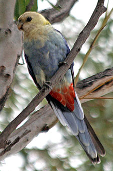 Pale-headed Rosella