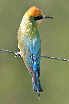 Rainbow Bee-eater