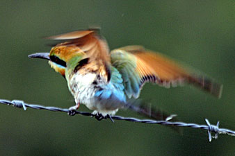 Rainbow Bee-eater