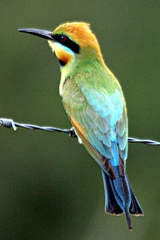 Rainbow Bee-eater