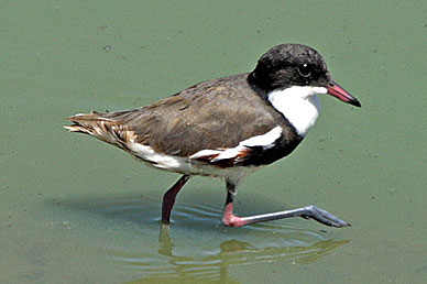 Red-kneed Dotterel