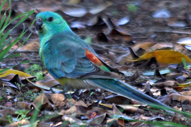 Red-rumped Parrot