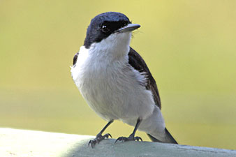 Restless Flycatcher