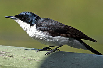 Restless Flycatcher