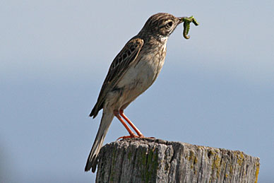 Richard's Pipit