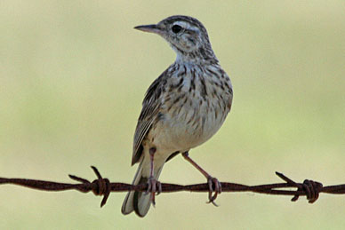 Richard's Pipit